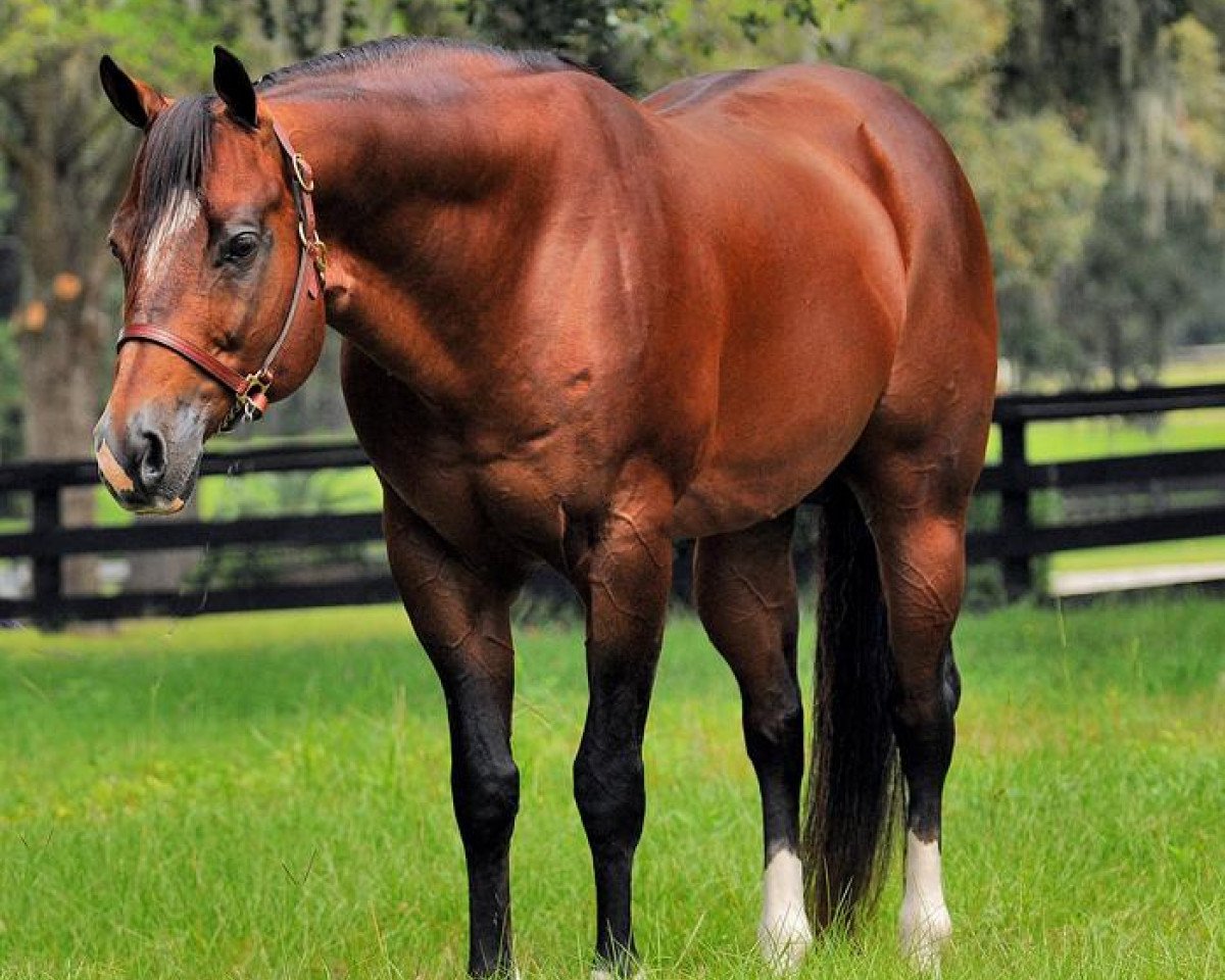 Deckhengst Certain Potential (Quarter Horse, 1996, von Potential Investment)
