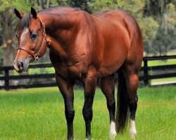 Deckhengst Certain Potential (Quarter Horse, 1996, von Potential Investment)