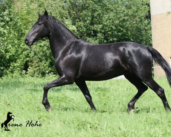 broodmare Tosca TB (Raza Menorquina, 2005, from Mao)