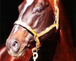 horse Mr Skipper Chex (Quarter Horse, 1992, from Doc Chex)