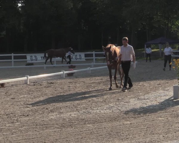 Trakehner Landesstutenschau Rheinland