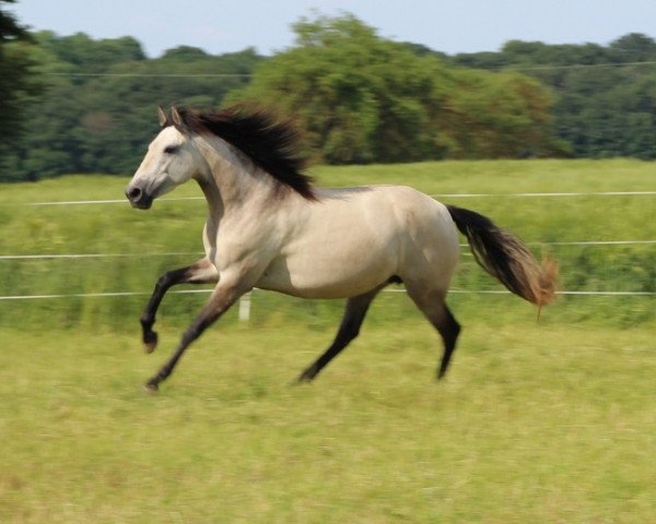 broodmare Festina de Terroso (Lusitano, 2010, from Uranio)