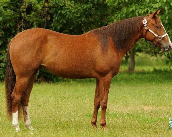 Pferd RH Hollys Storm Kate (Quarter Horse, 2010, von Storm Warning Whiz)