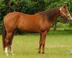 horse RH Hollys Storm Kate (Quarter Horse, 2010, from Storm Warning Whiz)