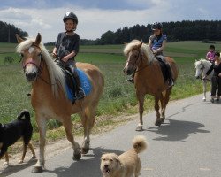 broodmare Biene (Haflinger, 2008, from Step by Step)