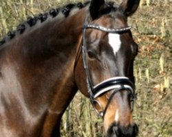 dressage horse Wellness (KWPN (Royal Dutch Sporthorse), 2003, from Florencio I)