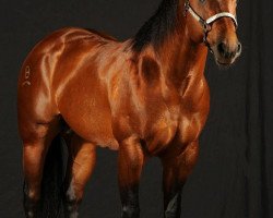 Pferd Golden Mac Pride (Quarter Horse, 2007, von Golden Mc Jac)