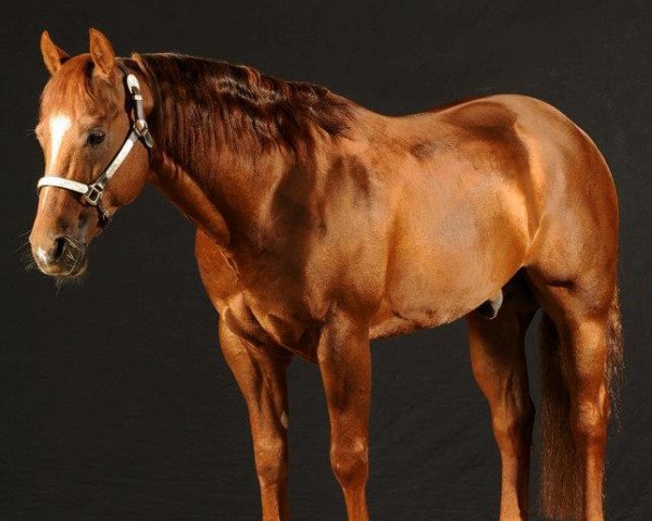 Deckhengst Peppys Ruffer (Quarter Horse, 2003, von Lil Ruf Peppy)