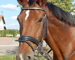 jumper Lennox 116 (German Warmblood, 1995, from Lord Kemm)