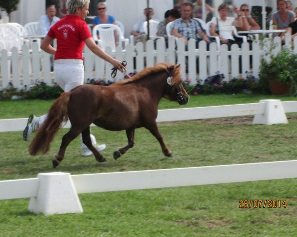 Zuchtstute Angelia von Kuhl (Dt.Part-bred Shetland Pony, 2011, von Angelo vom Borkenbrink)
