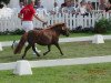 Zuchtstute Angelia von Kuhl (Dt.Part-bred Shetland Pony, 2011, von Angelo vom Borkenbrink)