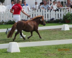 broodmare Angelia von Kuhl (Dt.Part-bred Shetland pony, 2011, from Angelo vom Borkenbrink)