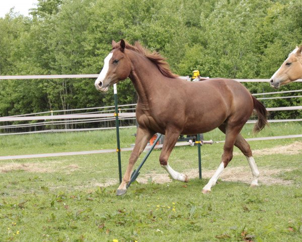 Pferd Shiny Smokin Bonnie (Quarter Horse, 2012, von Hot Smokin Chex)