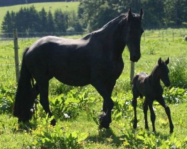 Pferd Zaron vom Saaletal (Friese, 2014)