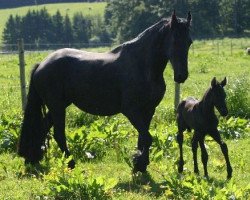 Pferd Zaron vom Saaletal (Friese, 2014)