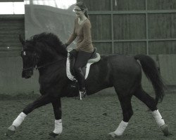 dressage horse Roderich (Hanoverian, 2001, from Rotspon)