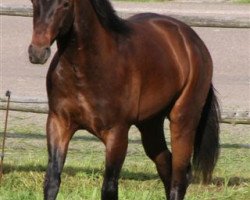 Pferd Bueno Smokin Curtis (Quarter Horse, 2011, von Hot Smokin Chex)