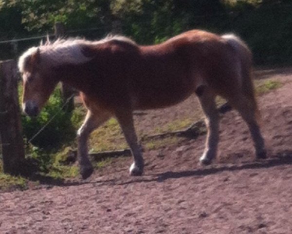 dressage horse Max (Haflinger, 1988)