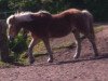 dressage horse Max (Haflinger, 1988)