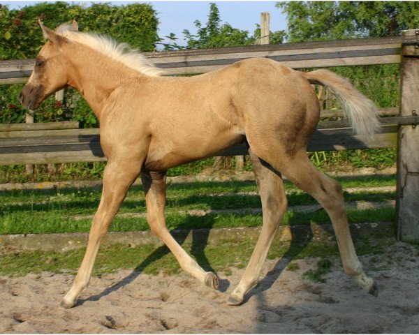 Zuchtstute Cita Chic Olena (Quarter Horse, 2014, von Peek A Boom)