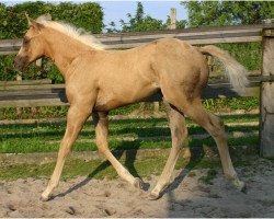 Zuchtstute Cita Chic Olena (Quarter Horse, 2014, von Peek A Boom)