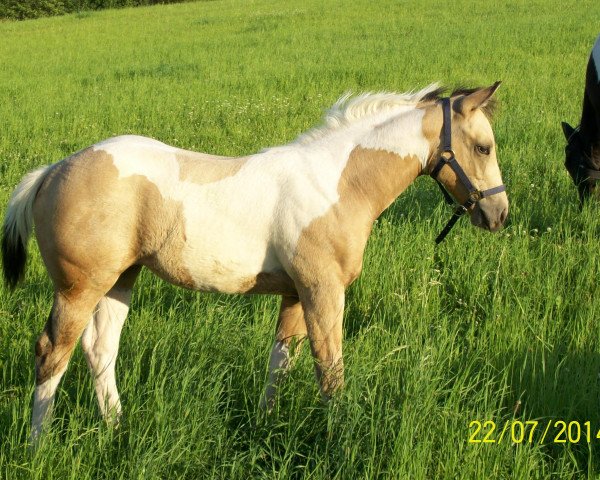 broodmare Painty (Paint Horse, 2014)