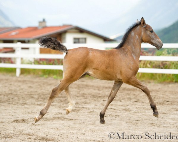 Deckhengst Pluto Monteaura I. (Lipizzaner, 2014, von pluto Wera II)