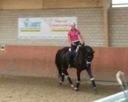 dressage horse Darkley (Hanoverian, 2008, from Don Frederico)