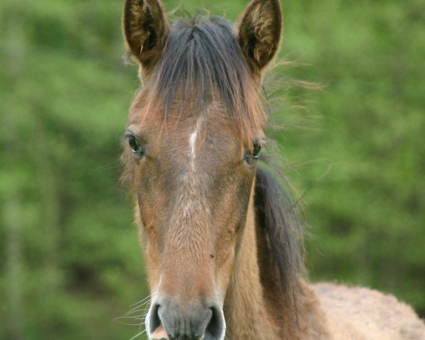 broodmare Nevija (Pura Raza Espanola (PRE), 2012)