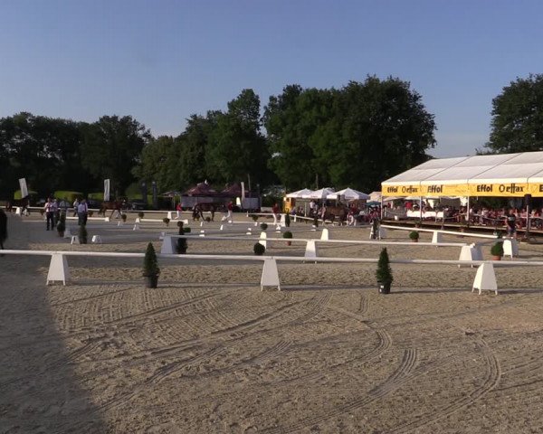 54. Westfälische Eliteschau Reitpferde- und Kaltblutstuten