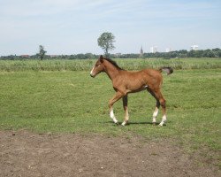 stallion Cartoon II (Holsteiner, 2014, from Catoo)