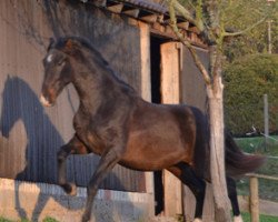 Pferd Gallito (Pura Raza Espanola (PRE), 2011, von Candelero jg)