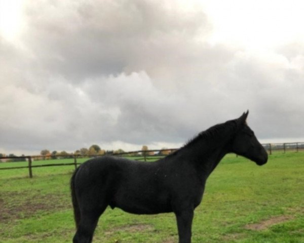 dressage horse Marocco von Maracaná / Donna de Nuit (Oldenburg, 2020, from Maracana)