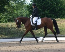 dressage horse Alassio's Amara (Bavarian, 2007, from Alassio's Boy)