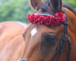 horse Püppi (Belgian Warmblood, 2000)