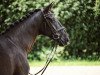 dressage horse Pauline 335 (Rhinelander, 2004, from Prado)