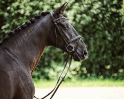 dressage horse Pauline 335 (Rhinelander, 2004, from Prado)