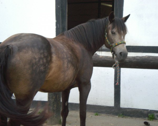 Pferd Lajanas Blue Fantasy (Connemara-Pony, 1999, von Bengt)