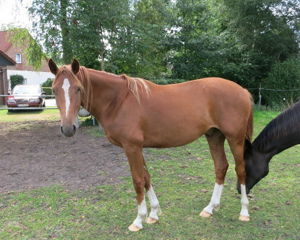 dressage horse Shircan (Oldenburg, 2012, from Shine On)
