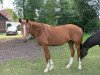 dressage horse Shircan (Oldenburg, 2012, from Shine On)