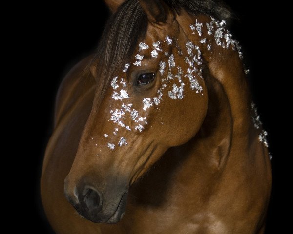 broodmare Lara (German Sport Horse, 2004, from Loreto)