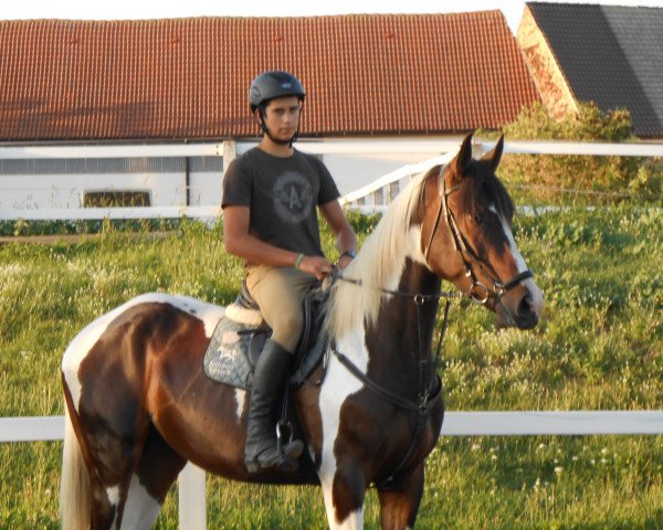 horse Gabo (Polish Warmblood, 2011)