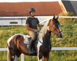 Pferd Gabo (Polnisches Warmblut, 2011)