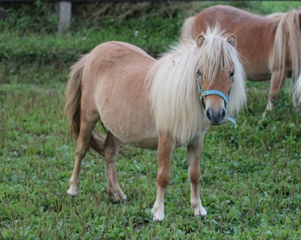 Pferd Golden Lady Vacare (Shetland Pony (unter 87 cm), 2013)