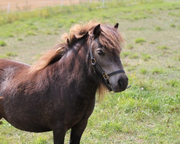 broodmare Eartha Kitt af Jäboruder (Shetland pony (under 87 cm), 2011, from Tyros Snowstorm)