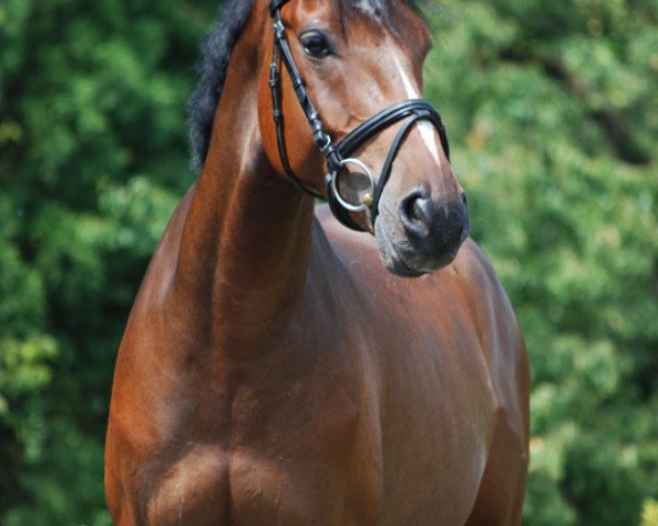 horse n.N. (Hanoverian, 2008)