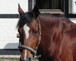 broodmare Daisy Bell (German Riding Pony, 1992, from Durello)