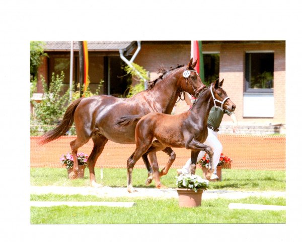 Dressurpferd Silas (Deutsches Sportpferd, 2014, von Son of Cologne)