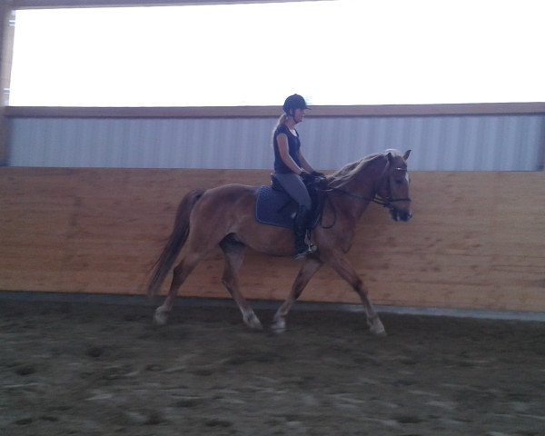 horse Rondo (Haflinger Mix, 2009)