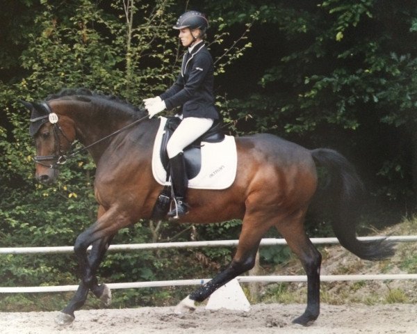 dressage horse Delano 75 (Oldenburg, 2005, from Don Romantic)
